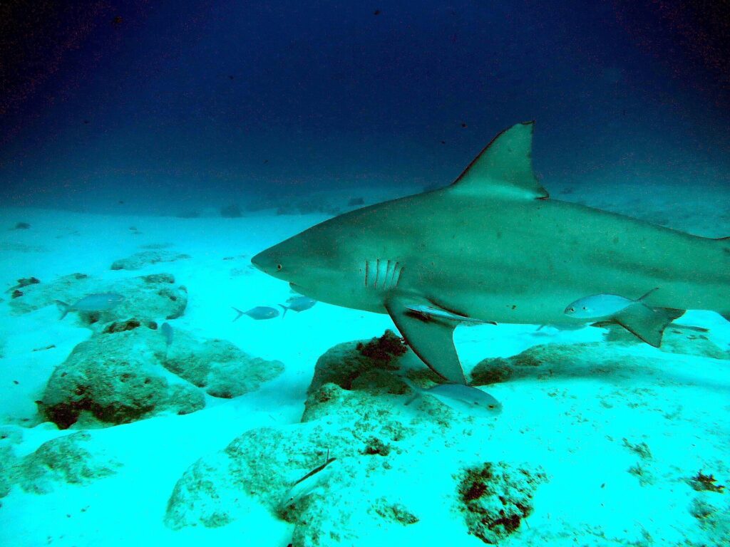 Uno squalo leuca di profilo scivola verso sinistra a filo di un fondale di sabbia bianca punteggiato di rocce, con una remora sotto la pinna pettorale e qualche pesce argentato intorno, in un'acqua blu scuro.