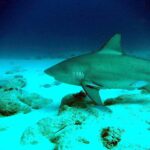 Uno squalo leuca di profilo scivola verso sinistra a filo di un fondale di sabbia bianca punteggiato di rocce, con una remora sotto la pinna pettorale e qualche pesce argentato intorno, in un'acqua blu scuro.