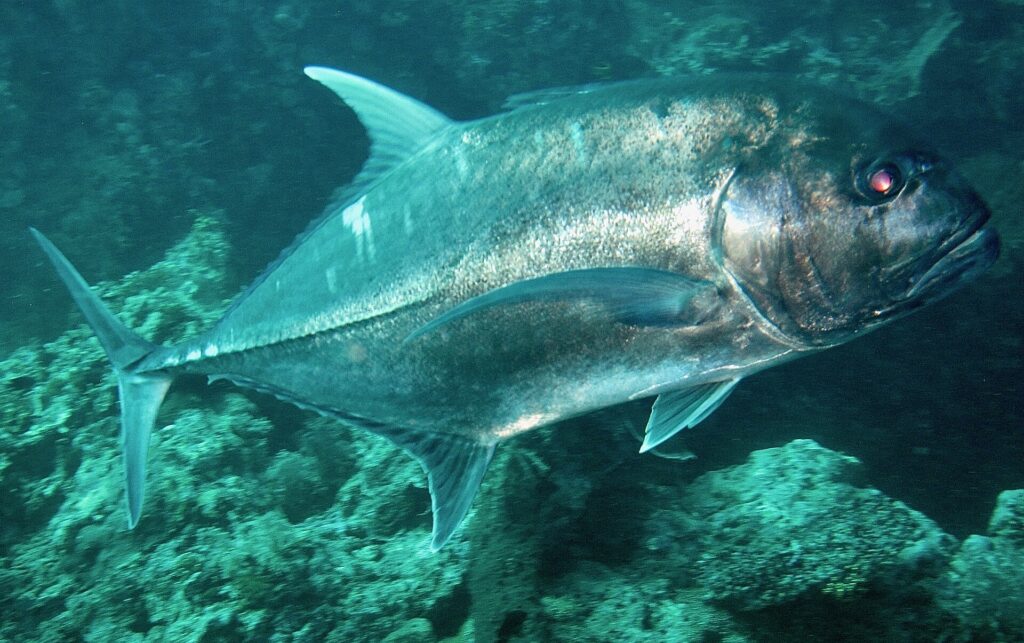 Un carango gigante argentato visto di lato, sopra un fondale roccioso verdastro, fotografato a Bali