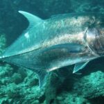 Un carango gigante argentato visto di lato, sopra un fondale roccioso verdastro, fotografato a Bali
