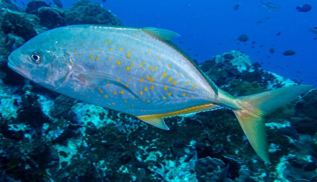 Un carango argentato punteggiato di arancione, con pinne e coda giallastre, passa di profilo verso sinistra sopra un reef scuro, con qualche piccolo pesce nel blu profondo