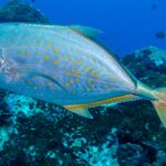 Un carango argentato punteggiato di arancione, con pinne e coda giallastre, passa di profilo verso sinistra sopra un reef scuro, con qualche piccolo pesce nel blu profondo