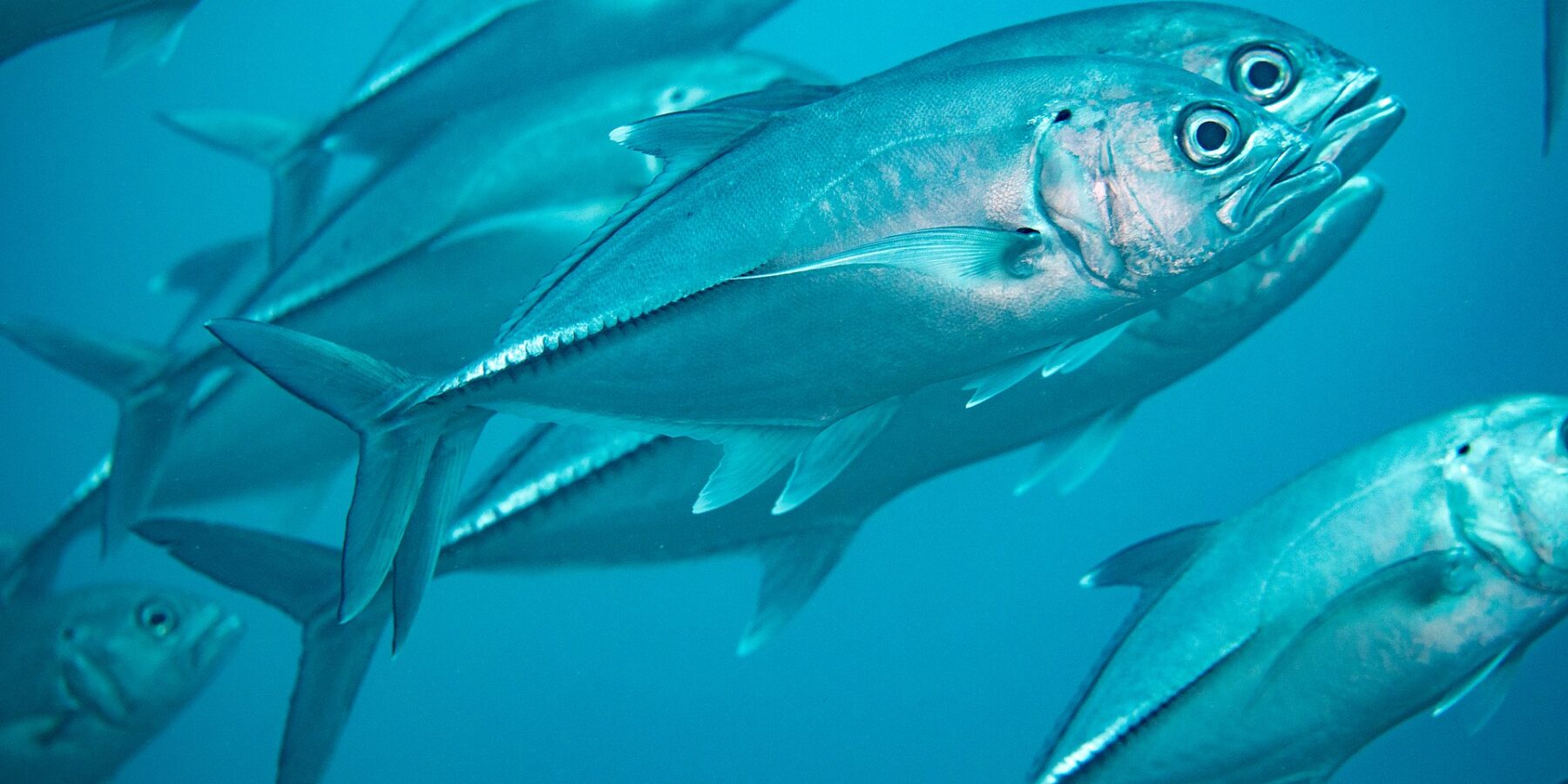 Un banco di caranghi dagli occhi grandi argentati nel blu, visto da vicino: al centro, un carango di profilo mostra l'occhio enorme, la piccola macchia nera in alto sull'opercolo e la fila di squame spesse della parte posteriore del fianco