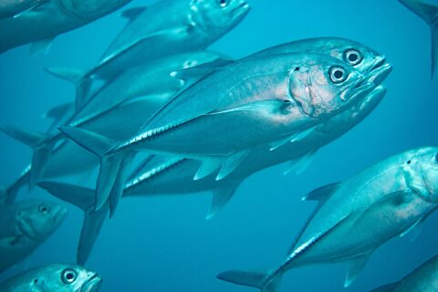 Un banco di caranghi dagli occhi grandi argentati nel blu, visto da vicino: al centro, un carango di profilo mostra l'occhio enorme, la piccola macchia nera in alto sull'opercolo e la fila di squame spesse della parte posteriore del fianco