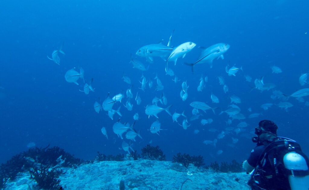 Un grande banco di caranghi dagli occhi grandi argentati gira sopra la cima di un reef, nel blu, sotto lo sguardo di un sub in primo piano a destra