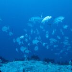 Un grande banco di caranghi dagli occhi grandi argentati gira sopra la cima di un reef, nel blu, sotto lo sguardo di un sub in primo piano a destra