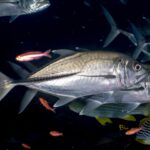 Due caranghi dagli occhi grandi argentati di profilo, con la testa a destra, su uno sfondo scuro: un occhio molto grande, la linea di squame scure e spesse della parte posteriore del fianco, e più in basso grugnitori striati e anthias rossi