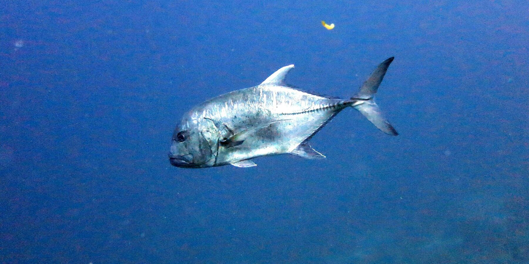 Un carango gigante di profilo nel blu, con la testa a sinistra: una fronte ripida e bombata, un corpo argentato punteggiato di macchioline scure e la fila di squame spesse che corre sulla parte posteriore del fianco fino alla coda forcuta