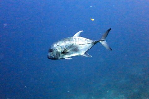 Un carango gigante di profilo nel blu, con la testa a sinistra: una fronte ripida e bombata, un corpo argentato punteggiato di macchioline scure e la fila di squame spesse che corre sulla parte posteriore del fianco fino alla coda forcuta