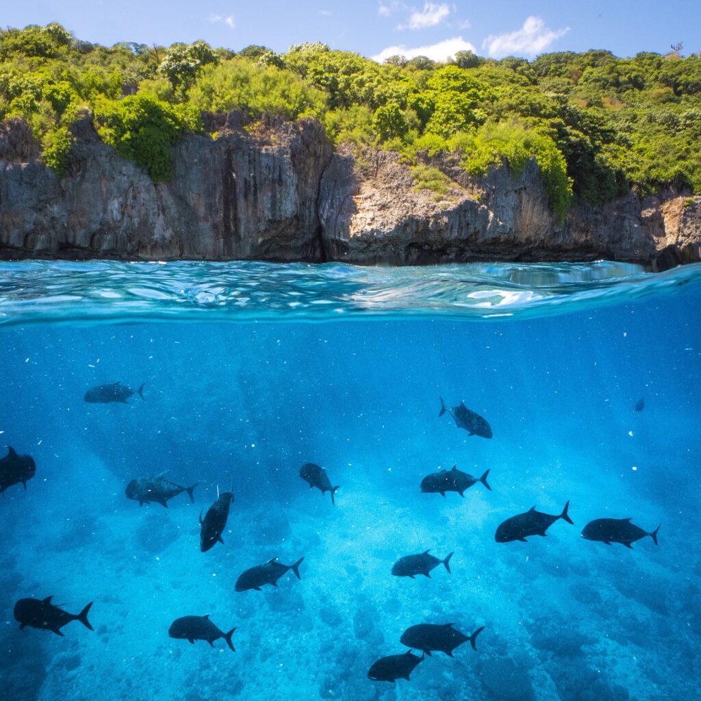 Vista metà fuori e metà sott'acqua di una costa a falesia coperta di foresta, con sotto la superficie un gruppo di una ventina di grossi caranghi giganti scuri che nuotano in un'acqua blu e limpida