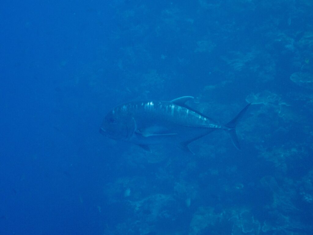 Un carango gigante grigio scuro di profilo, con la testa a sinistra, costeggia una parete di corallo in un'acqua blu, con la fronte ripida e la linea di squame spesse della parte posteriore del fianco ben visibili