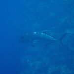 Un carango gigante grigio scuro di profilo, con la testa a sinistra, costeggia una parete di corallo in un'acqua blu, con la fronte ripida e la linea di squame spesse della parte posteriore del fianco ben visibili