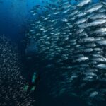 Un muro di carangi dagli occhi grandi argentati sale verso la superficie sopra un sub con le pinne verdi, nel blu di Richelieu Rock