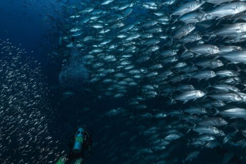 Un muro di carangi dagli occhi grandi argentati sale verso la superficie sopra un sub con le pinne verdi, nel blu di Richelieu Rock