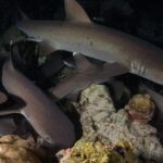 Di notte diversi squali pinna bianca di barriera si infilano tra blocchi di corallo e di roccia, il più grande in alto nell'immagine nuota verso destra, con l'occhio che riflette il lampo del flash su uno sfondo nero.