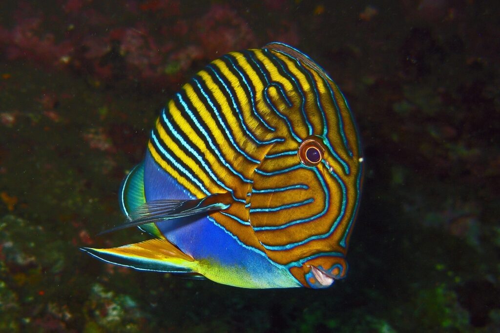 Un pesce chirurgo a linee blu e gialle, visto di lato su fondo scuro, sul relitto del Liberty