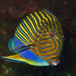 Un pesce chirurgo a linee blu e gialle, visto di lato su fondo scuro, sul relitto del Liberty