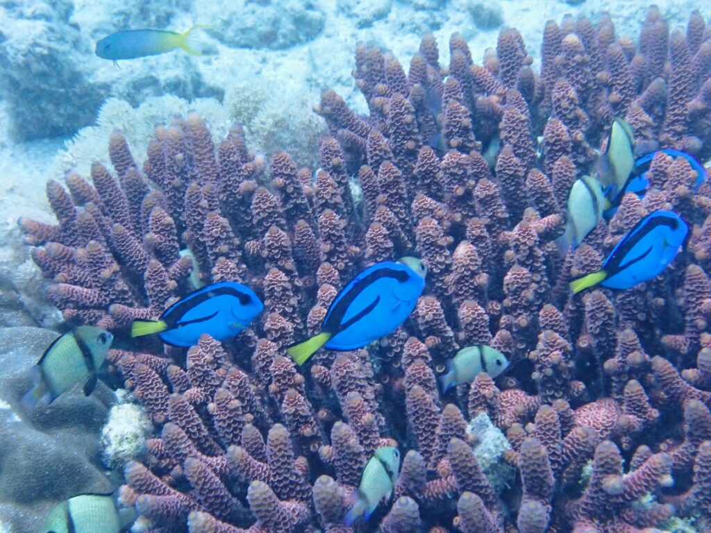 Quattro pesci chirurgo blu, segnati di nero e con la coda gialla, nuotano tra le dita viola di un corallo ramificato, tra castagnole grigie a bande nere, davanti a un fondale di sabbia chiara