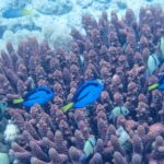 Quattro pesci chirurgo blu, segnati di nero e con la coda gialla, nuotano tra le dita viola di un corallo ramificato, tra castagnole grigie a bande nere, davanti a un fondale di sabbia chiara