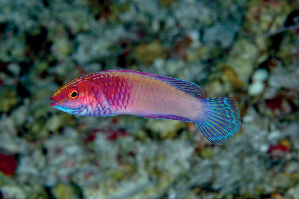 Un piccolo labride rosa e viola con le pinne blu turchese, di profilo davanti a uno sfondo di corallo sfocato