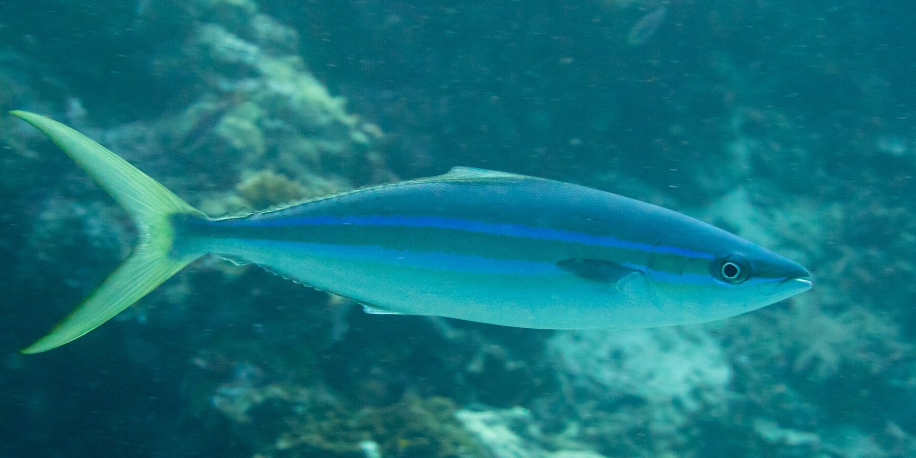 Una seriolina nuota di profilo sopra un reef: corpo allungato e affusolato, dorso blu scuro, due linee blu vivo separate da una banda oliva sul fianco, ventre bianco, coda giallo-verde profondamente forcuta