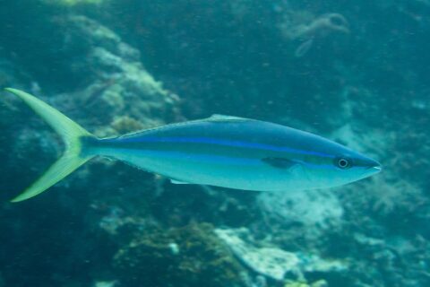 Una seriolina nuota di profilo sopra un reef: corpo allungato e affusolato, dorso blu scuro, due linee blu vivo separate da una banda oliva sul fianco, ventre bianco, coda giallo-verde profondamente forcuta