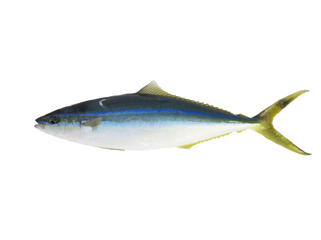 Una seriolina intera appoggiata su fondo bianco, vista di profilo: dorso blu-verde scuro, linea blu vivo sul fianco, ventre bianco, dorsale e anale lunghe e basse, coda giallo-verde forcuta