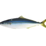 Una seriolina intera appoggiata su fondo bianco, vista di profilo: dorso blu-verde scuro, linea blu vivo sul fianco, ventre bianco, dorsale e anale lunghe e basse, coda giallo-verde forcuta