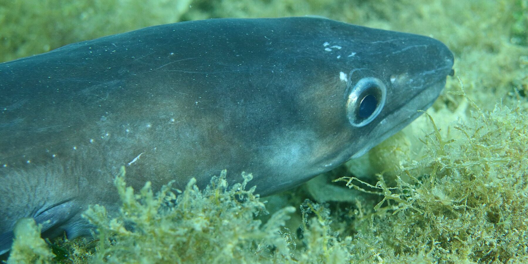Un grongo disteso su un fondo di alghe, con la testa verso destra: pelle liscia grigio-azzurra senza squame, grande occhio cerchiato d'argento, testa conica con la mascella superiore che supera l'inferiore, qualche puntino bianco lungo il fianco.