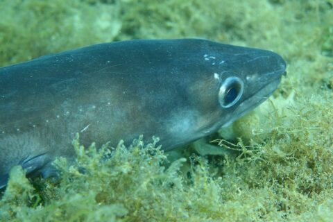 Un grongo disteso su un fondo di alghe, con la testa verso destra: pelle liscia grigio-azzurra senza squame, grande occhio cerchiato d'argento, testa conica con la mascella superiore che supera l'inferiore, qualche puntino bianco lungo il fianco.