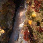 Un grongo eretto in una spaccatura tappezzata di alghe rosse e spugne, con la testa verso l'alto: pelle liscia grigio-bruna senza squame, grande occhio cerchiato di rame, labbro superiore spesso, lunga pinna pettorale grigia e fila di puntini bianchi lungo il fianco.