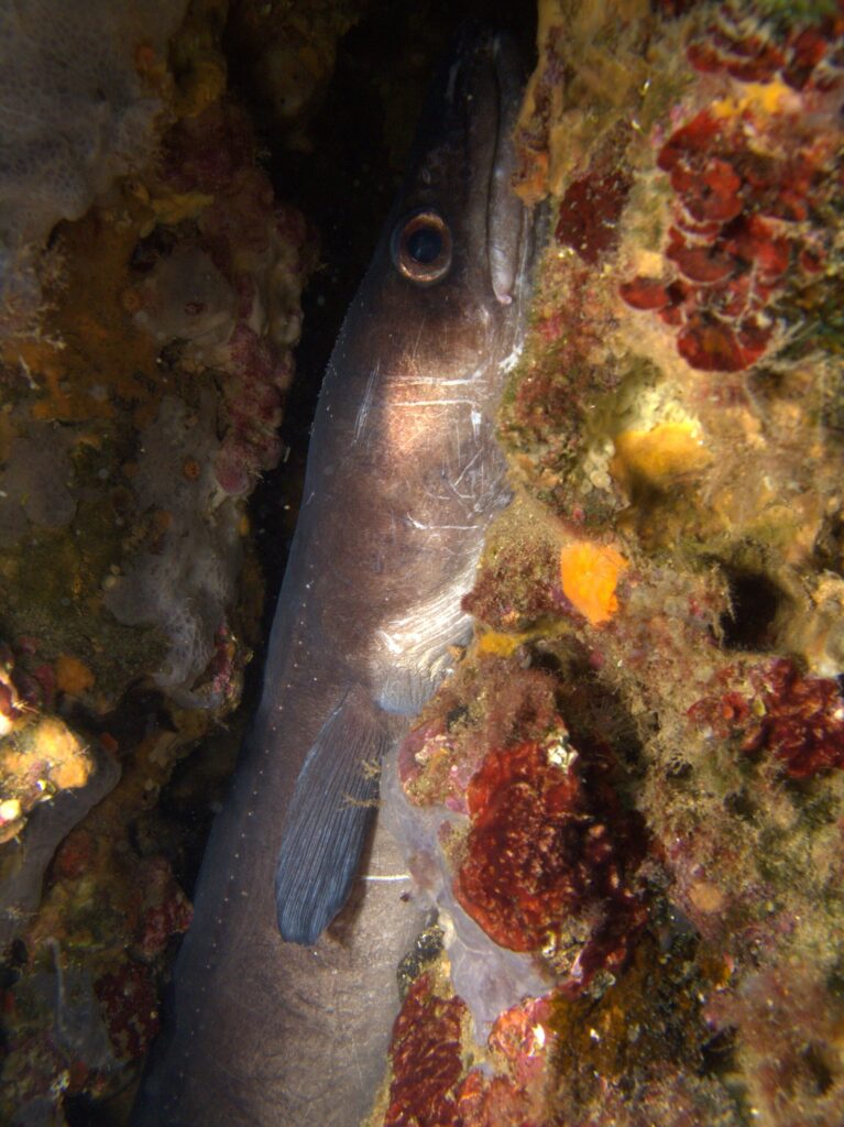 Un grongo eretto in una spaccatura tappezzata di alghe rosse e spugne, con la testa verso l'alto: pelle liscia grigio-bruna senza squame, grande occhio cerchiato di rame, labbro superiore spesso, lunga pinna pettorale grigia e fila di puntini bianchi lungo il fianco.