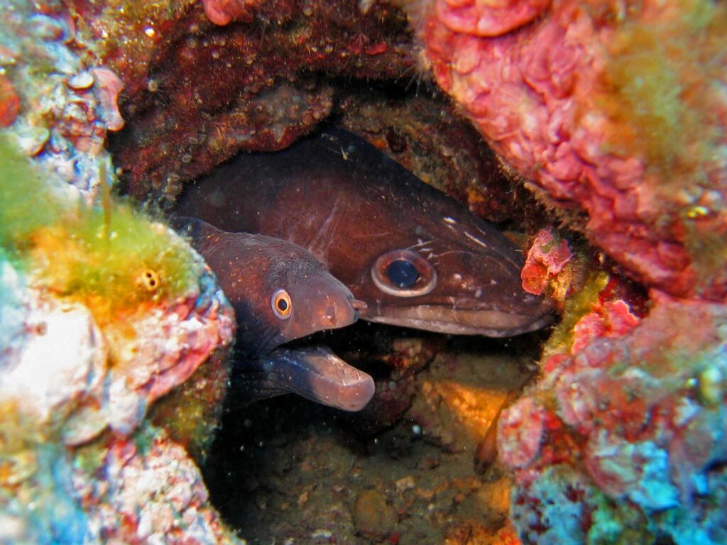 In una tana di roccia tappezzata di alghe rosse, due teste affiancate: a sinistra una murena bruno scuro, con la bocca aperta e un piccolo occhio cerchiato d'arancione; a destra un grongo bruno, con un grande occhio rotondo e un lungo muso conico.