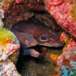 In una tana di roccia tappezzata di alghe rosse, due teste affiancate: a sinistra una murena bruno scuro, con la bocca aperta e un piccolo occhio cerchiato d'arancione; a destra un grongo bruno, con un grande occhio rotondo e un lungo muso conico.