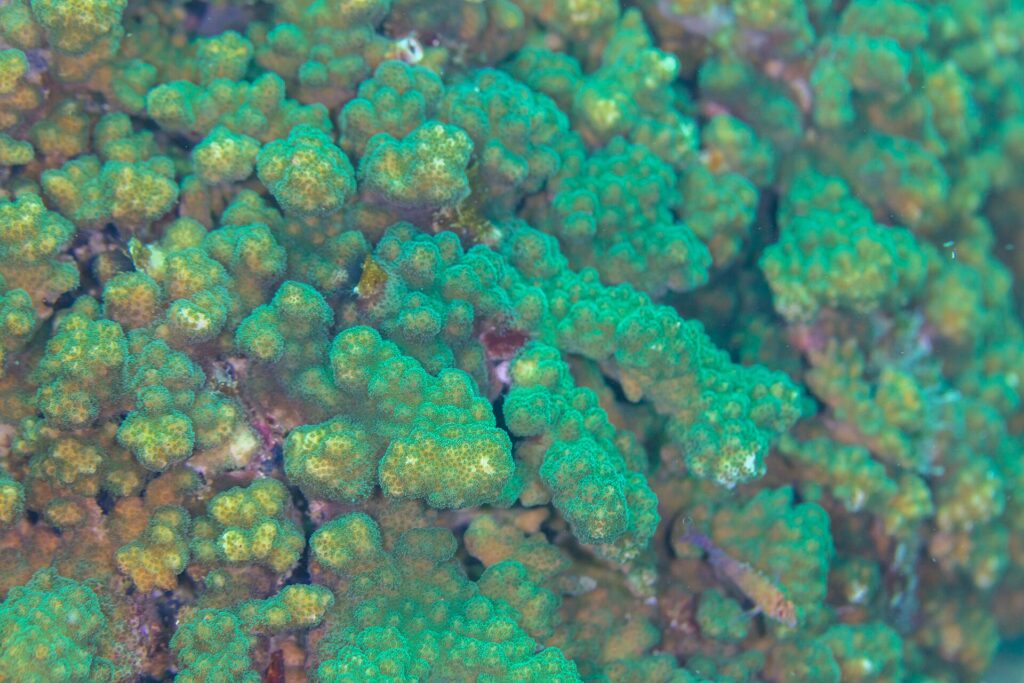 Primo piano di rami di corallo Pocillopora verde e marrone, dai polipi fitti, sul reef di Cabo Pulmo