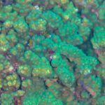 Primo piano di rami di corallo Pocillopora verde e marrone, dai polipi fitti, sul reef di Cabo Pulmo