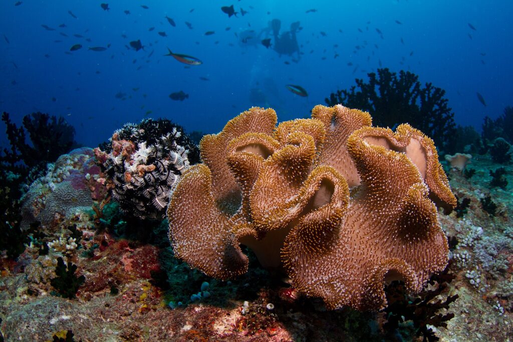 Un grosso corallo cuoio dai lobi beige coperti di polipi, accanto a un crinoide nero e bianco, con due sub in controluce nel blu