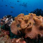 Un grosso corallo cuoio dai lobi beige coperti di polipi, accanto a un crinoide nero e bianco, con due sub in controluce nel blu