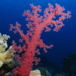 Un corallo molle rosso con i rami aperti si erge sul reef, nel blu profondo