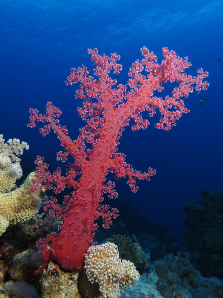 Un corallo molle rosso con i rami aperti si erge sul reef, nel blu profondo