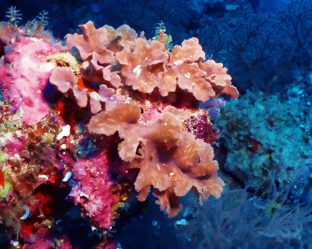 Coralli molli rosa salmone a foglie pieghettate su una parete coperta di corallo incrostante rosa acceso, con il blu scuro dietro