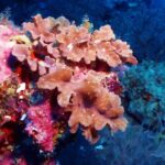 Coralli molli rosa salmone a foglie pieghettate su una parete coperta di corallo incrostante rosa acceso, con il blu scuro dietro