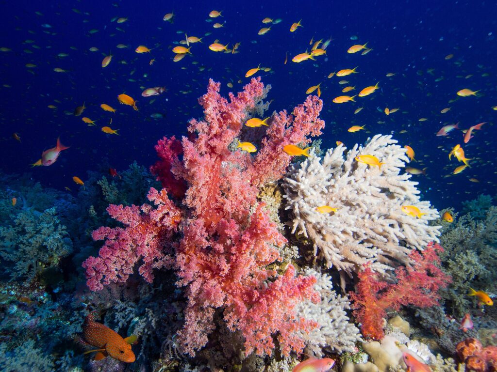 Coralli molli rosa e un corallo bianco ramificato coperti di anthias arancioni, con una cernia rossa a punti blu in basso a sinistra