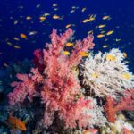 Coralli molli rosa e un corallo bianco ramificato coperti di anthias arancioni, con una cernia rossa a punti blu in basso a sinistra