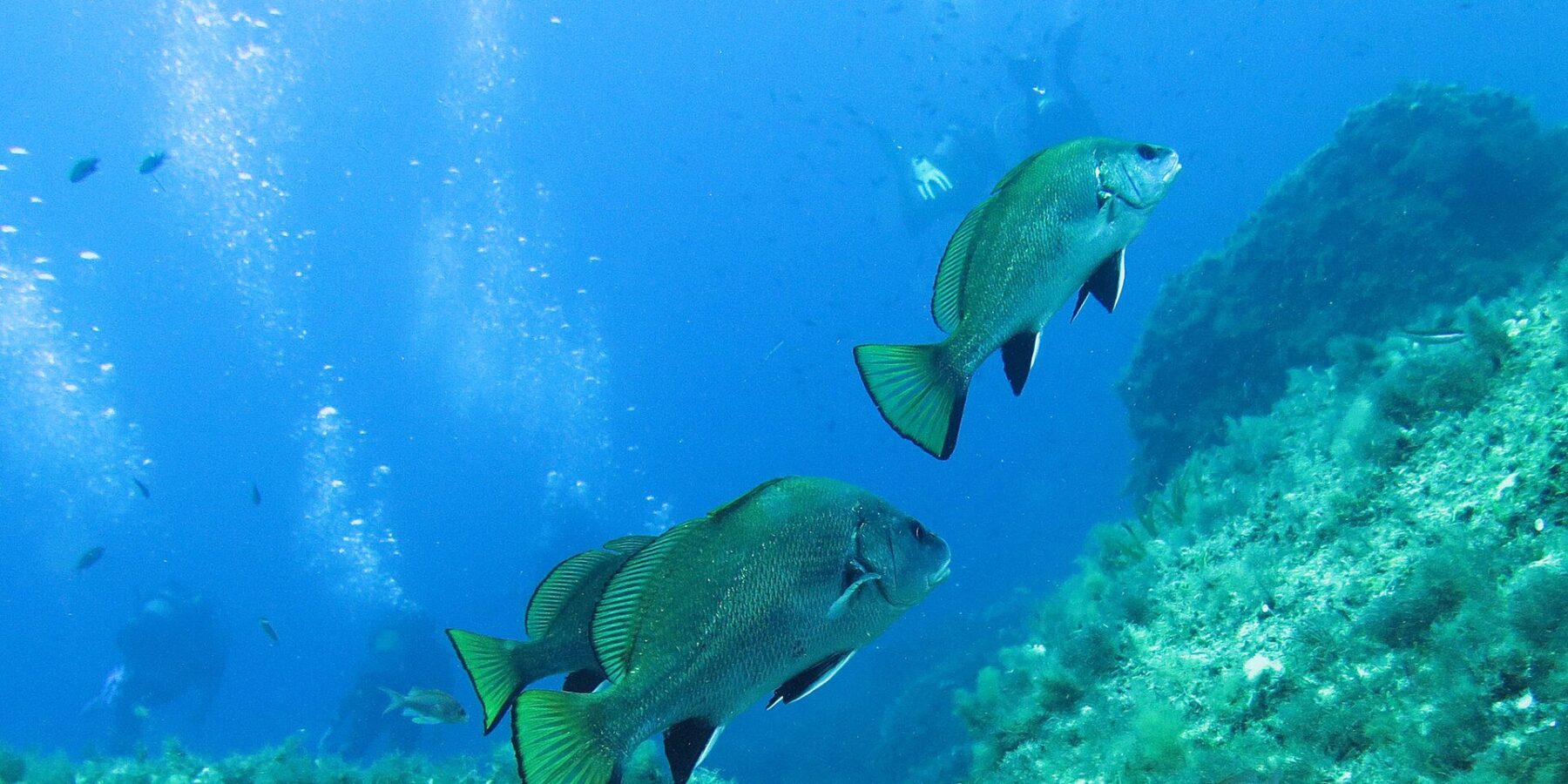 Tre corvine nuotano verso destra in acqua libera blu sopra una parete rocciosa coperta di alghe: dorso arcuato, livrea scura con riflessi verdi, pinne pelviche e anale nere bordate di bianco, coda tronca, giallo-verde orlata di nero; alcuni sub e le loro bolle in lontananza.