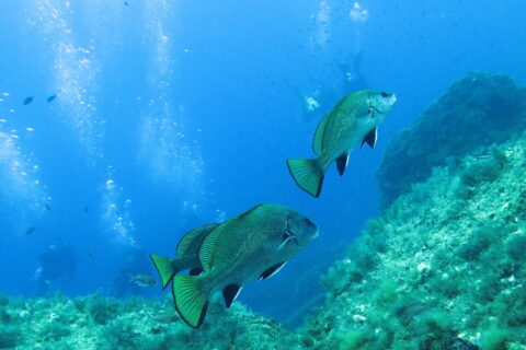 Tre corvine nuotano verso destra in acqua libera blu sopra una parete rocciosa coperta di alghe: dorso arcuato, livrea scura con riflessi verdi, pinne pelviche e anale nere bordate di bianco, coda tronca, giallo-verde orlata di nero; alcuni sub e le loro bolle in lontananza.