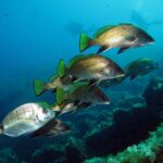 Un gruppo di corvine nuota verso destra sopra rocce coperte di alghe, con alcuni sub in lontananza: livrea bruno dorata a squame fini, pinne dorsale e caudale giallo-verdi bordate di nero, pelviche e anale nere orlate di bianco; un sarago argentato passa in primo piano.