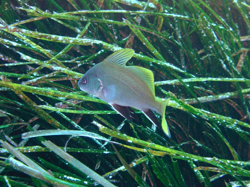 Una giovane corvina nuota verso sinistra sopra una prateria di posidonia: corpo grigio chiaro finemente punteggiato, pinne dorsali e coda giallo vivo, pinne pelviche e anale nere bordate di bianco.