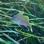 Una giovane corvina nuota verso sinistra sopra una prateria di posidonia: corpo grigio chiaro finemente punteggiato, pinne dorsali e coda giallo vivo, pinne pelviche e anale nere bordate di bianco.