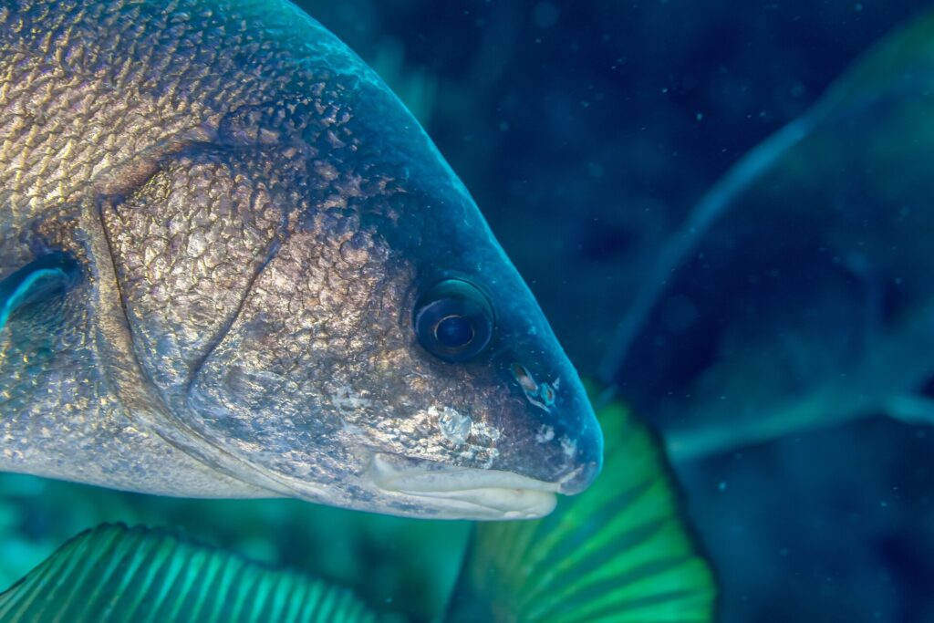 Primo piano della testa di una corvina girata verso destra: squame bruno dorate con riflessi bronzei, grande occhio scuro, muso arrotondato e piccola bocca bassa dalle labbra chiare, senza barbiglio, su uno sfondo blu-verde sfocato.